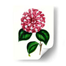 Grand Blooms I | Cuadro decorativo de Canvas Lab