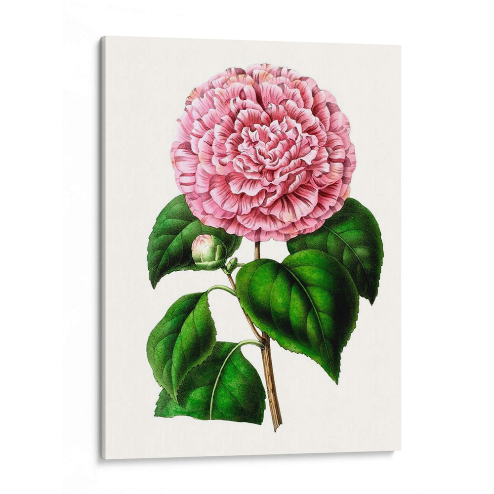 Grand Blooms Ii | Cuadro decorativo de Canvas Lab