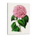 Grand Blooms Ii | Cuadro decorativo de Canvas Lab