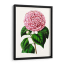 Grand Blooms Ii | Cuadro decorativo de Canvas Lab