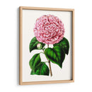 Grand Blooms Ii | Cuadro decorativo de Canvas Lab