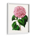 Grand Blooms Ii | Cuadro decorativo de Canvas Lab