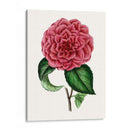 Grand Blooms Iii | Cuadro decorativo de Canvas Lab