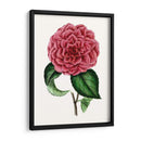 Grand Blooms Iii | Cuadro decorativo de Canvas Lab