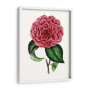 Grand Blooms Iii | Cuadro decorativo de Canvas Lab