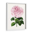 Grand Blooms Iv | Cuadro decorativo de Canvas Lab