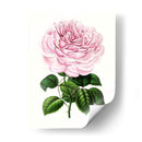 Grand Blooms Iv | Cuadro decorativo de Canvas Lab