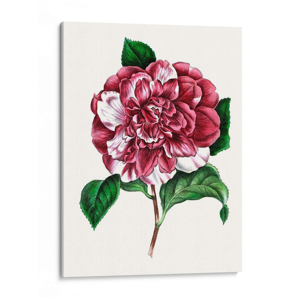 Grand Blooms V | Cuadro decorativo de Canvas Lab