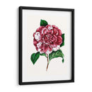 Grand Blooms V | Cuadro decorativo de Canvas Lab