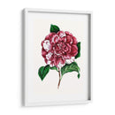 Grand Blooms V | Cuadro decorativo de Canvas Lab