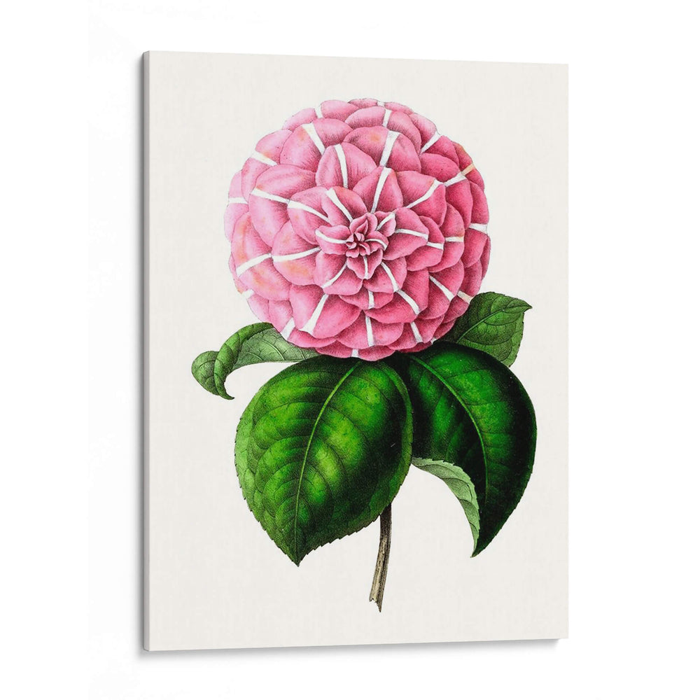 Grand Blooms Vi | Cuadro decorativo de Canvas Lab