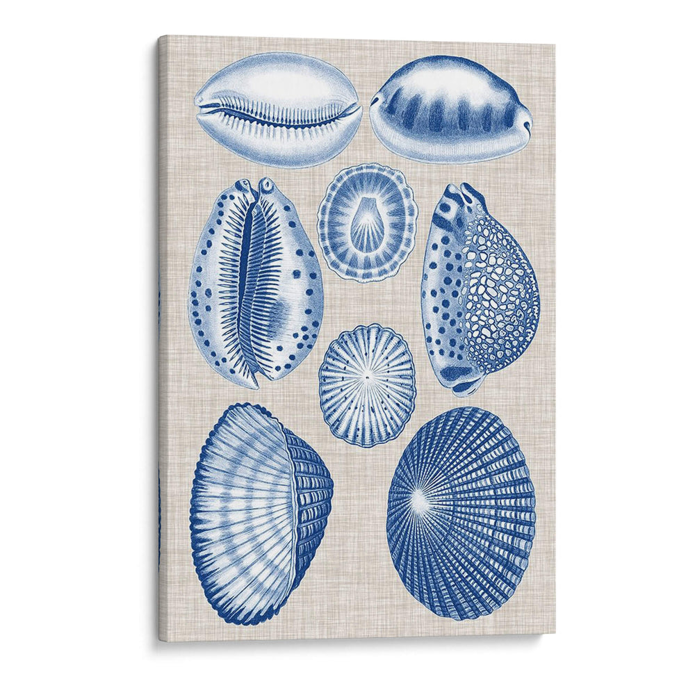 Conchas De La Marina Y La Ropa - Vision Studio | Cuadro decorativo de Canvas Lab