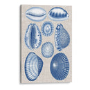 Conchas De La Marina Y La Ropa - Vision Studio | Cuadro decorativo de Canvas Lab