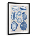 Conchas De La Marina Y La Ropa - Vision Studio | Cuadro decorativo de Canvas Lab