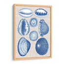Conchas De La Marina Y La Ropa - Vision Studio | Cuadro decorativo de Canvas Lab