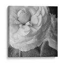 Ranunculus Oscuro Ii - Judy Stalus | Cuadro decorativo de Canvas Lab