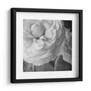 Ranunculus Oscuro Ii - Judy Stalus | Cuadro decorativo de Canvas Lab