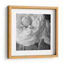 Ranunculus Oscuro Ii - Judy Stalus | Cuadro decorativo de Canvas Lab