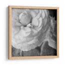 Ranunculus Oscuro Ii - Judy Stalus | Cuadro decorativo de Canvas Lab