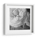 Ranunculus Oscuro Ii - Judy Stalus | Cuadro decorativo de Canvas Lab