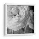 Ranunculus Oscuro Ii - Judy Stalus | Cuadro decorativo de Canvas Lab