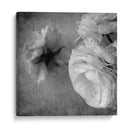 Ranunculus Oscuro Iii - Judy Stalus | Cuadro decorativo de Canvas Lab