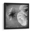 Ranunculus Oscuro Iii - Judy Stalus | Cuadro decorativo de Canvas Lab