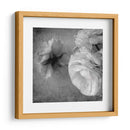 Ranunculus Oscuro Iii - Judy Stalus | Cuadro decorativo de Canvas Lab