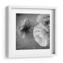 Ranunculus Oscuro Iii - Judy Stalus | Cuadro decorativo de Canvas Lab