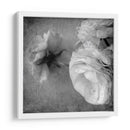 Ranunculus Oscuro Iii - Judy Stalus | Cuadro decorativo de Canvas Lab