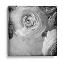 Ranunculus Oscuro Iv - Judy Stalus | Cuadro decorativo de Canvas Lab