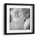 Ranunculus Oscuro Iv - Judy Stalus | Cuadro decorativo de Canvas Lab