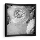 Ranunculus Oscuro Iv - Judy Stalus | Cuadro decorativo de Canvas Lab