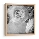 Ranunculus Oscuro Iv - Judy Stalus | Cuadro decorativo de Canvas Lab