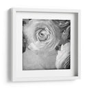 Ranunculus Oscuro Iv - Judy Stalus | Cuadro decorativo de Canvas Lab