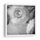 Ranunculus Oscuro Iv - Judy Stalus | Cuadro decorativo de Canvas Lab