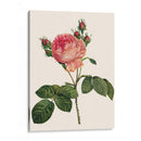Redoutes Rose I - Pierre Redoute | Cuadro decorativo de Canvas Lab