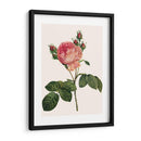 Redoutes Rose I - Pierre Redoute | Cuadro decorativo de Canvas Lab