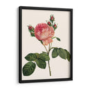 Redoutes Rose I - Pierre Redoute | Cuadro decorativo de Canvas Lab
