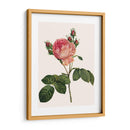 Redoutes Rose I - Pierre Redoute | Cuadro decorativo de Canvas Lab