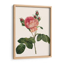 Redoutes Rose I - Pierre Redoute | Cuadro decorativo de Canvas Lab