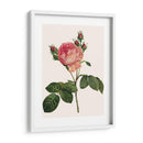 Redoutes Rose I - Pierre Redoute | Cuadro decorativo de Canvas Lab
