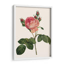 Redoutes Rose I - Pierre Redoute | Cuadro decorativo de Canvas Lab