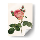 Redoutes Rose I - Pierre Redoute | Cuadro decorativo de Canvas Lab