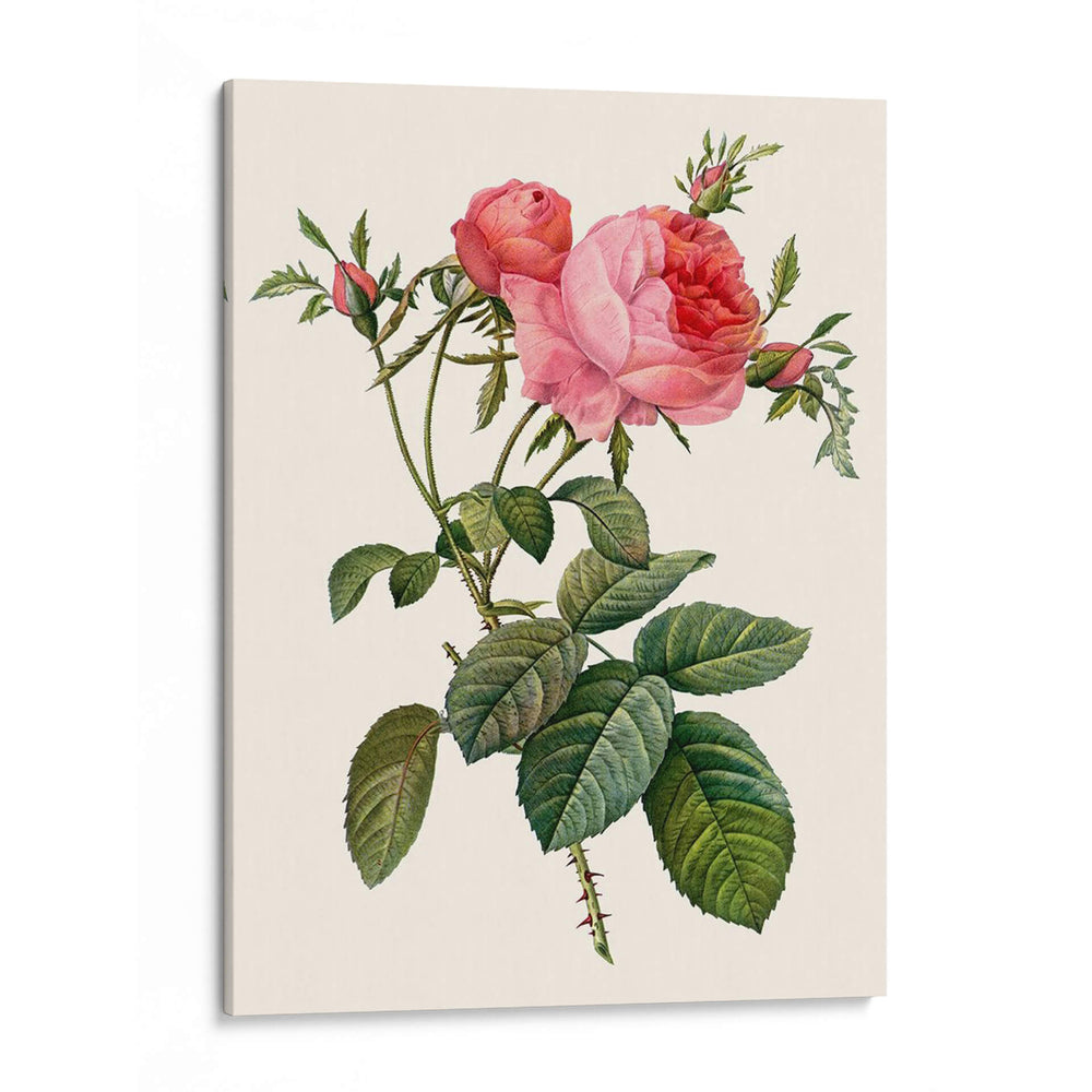 Redoutes Rose Ii - Pierre Redoute | Cuadro decorativo de Canvas Lab