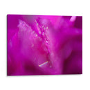 Corazones En Rosa I - Gillian Hunt | Cuadro decorativo de Canvas Lab