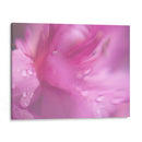 Corazones En Rosa Ii - Gillian Hunt | Cuadro decorativo de Canvas Lab