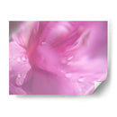 Corazones En Rosa Ii - Gillian Hunt | Cuadro decorativo de Canvas Lab