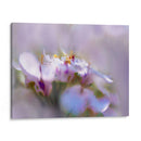 Niebla De Lilac Iii - Gillian Hunt | Cuadro decorativo de Canvas Lab