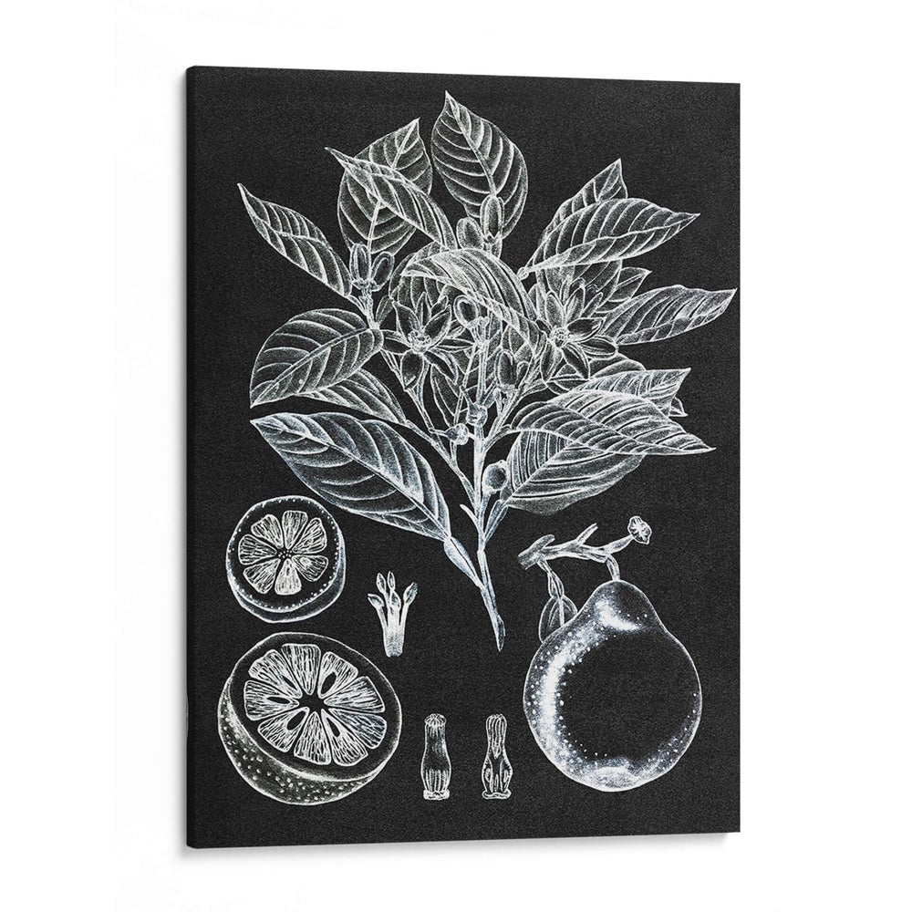 Estudio Botánico Cítrico I - Melissa Wang | Cuadro decorativo de Canvas Lab